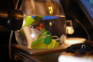 教室で飼っている魚、ベタの写真